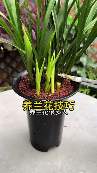 养兰花，很多人第一步就做错了#花卉绿植 #兰花 #养花小知识