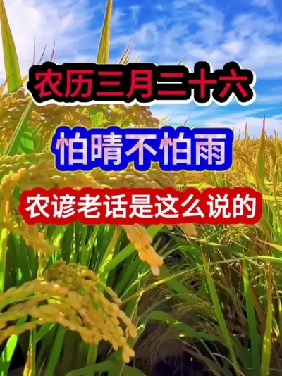 农历三月二十六怕晴不怕雨农谚老话是这么说的 #农业谚语 #农谚 #农谚老话 #农业种植 #三农