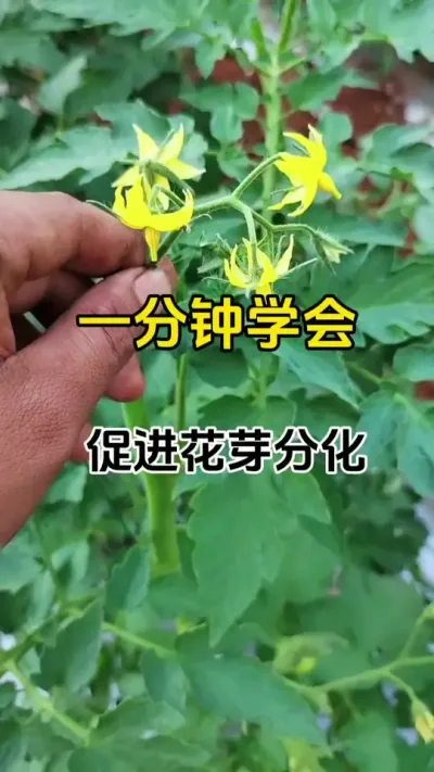 一分钟学会促花技巧#番茄种植 #促花保果 #促花催花座果灵 #抖音助农 #