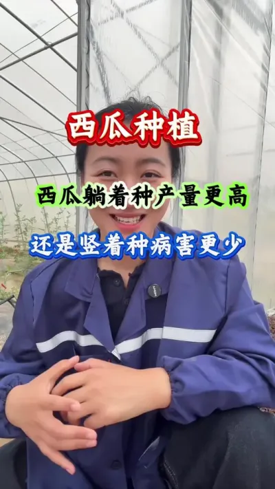 西瓜种植 西瓜是躺着种产量更高还是竖着种病害更少 #西瓜种植 #西瓜管理 #病害防治 #西瓜高产