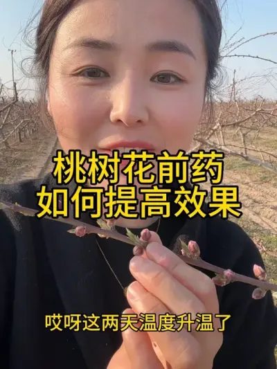 桃树花前药 沉住气朋友们，俺家还没打来#传播农业小知识 #分享农业知识帮农民增产增收 #果树管理技术 #自家果园 #农业植保知识分享