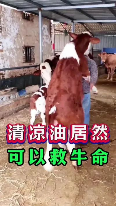 清凉油居然可以救牛命#养牛人#新手养牛#养牛#牛羊养殖