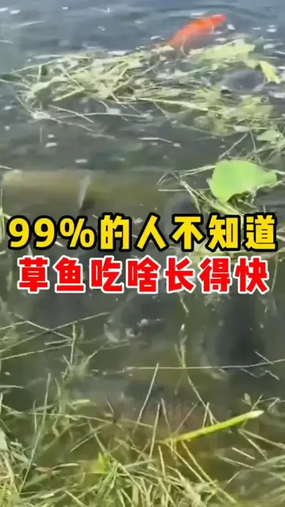 99%的人不知道草鱼吃啥长得快#水产养殖  #养鱼  #养鱼人  #四大家鱼养殖   #草鱼  @DOU+小助手  @抖加🔥上热门🔥dou+🔥热点宝 