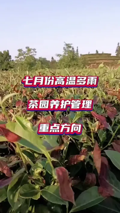 #7月份茶园养护管理#茶树种植技术与管理 #高温多雨天气茶园病虫害防治