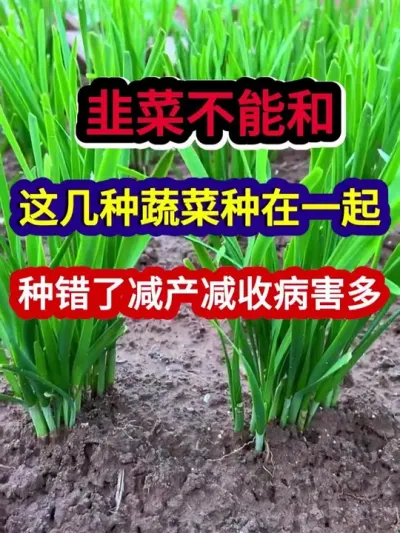 韭菜不能和这几种蔬菜种在一起种错了减产减收病害多 #韭菜种植 #农业种植 #蔬菜种植 #三农 #种植小技巧