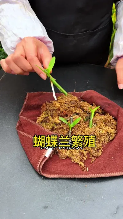 用这个方法，繁殖蝴蝶兰，简单长更快#种植小技巧 #蝴蝶兰#花卉绿植