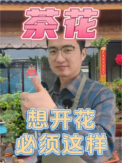 茶花不开花，花苞打不开，看看这一步你做对了吗？ #养花 #茶花 #补酸