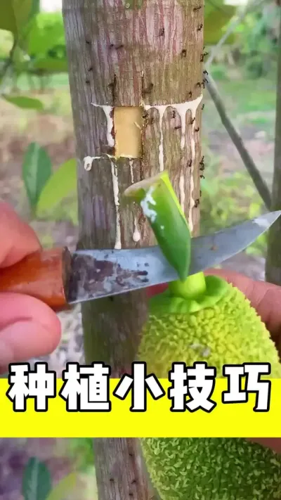 种植小技巧#种植 #嫁接 #嫁接高手 #三农 #生活小妙招