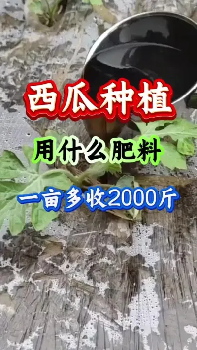 西瓜种植 用什么肥料一亩多收2000斤#西瓜种植 #种西瓜#西瓜管理