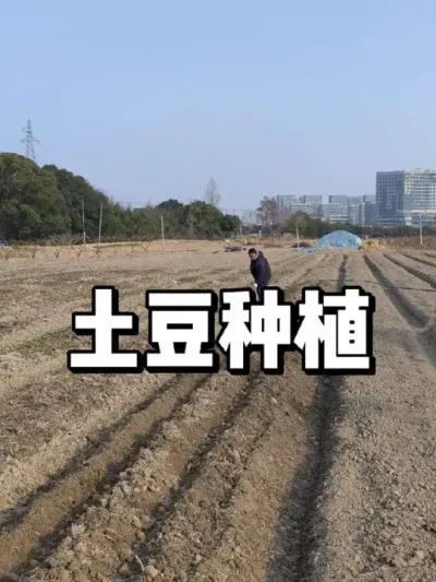 土豆种植方法，土豆什么时候种植 #农业种植 #三农 #种植