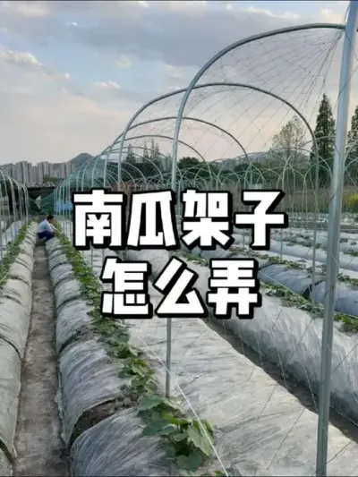 南瓜怎么搭架子 #农村种植 #种植的乐趣
