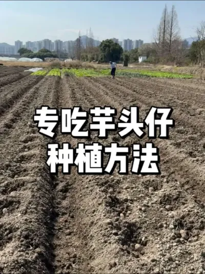 专门吃芋头仔，芋头籽怎么种植 #农业种植 #种菜 #种植 #三农