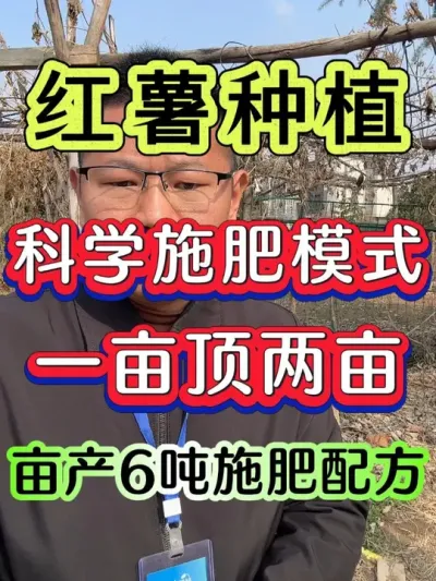 #红薯 #红薯种植 #红薯高产种植 #红薯高产 #红薯种植技术