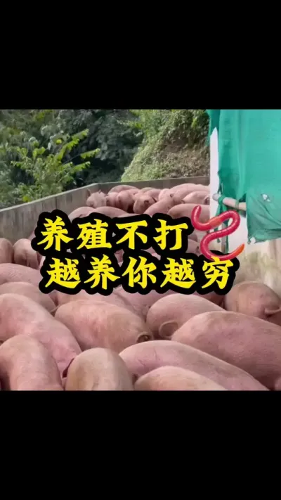 #猪喂什么饲料长得最快 #养猪人 #自繁自养母猪 #三农养猪人 #养猪人加油干