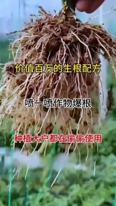 生根缓苗快，植株健壮，少病害，产量高，瓜果蔬菜都适#生根壮苗 #三农种植 #番茄种植