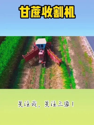 甘蔗收割机 #甘蔗收割机 #收甘蔗 #现代化农业机械 #三农 #农业种植