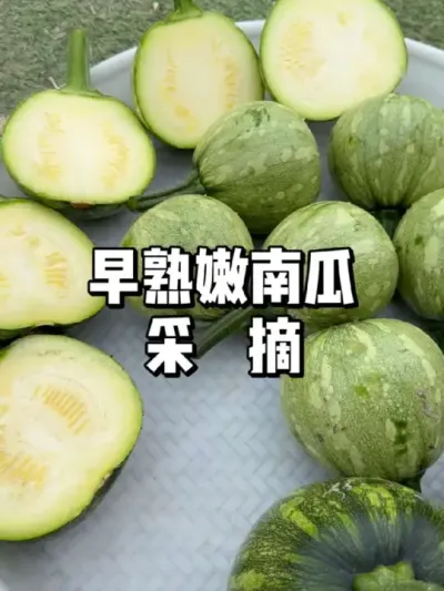 早熟嫩南瓜采摘，南瓜采摘技巧 
