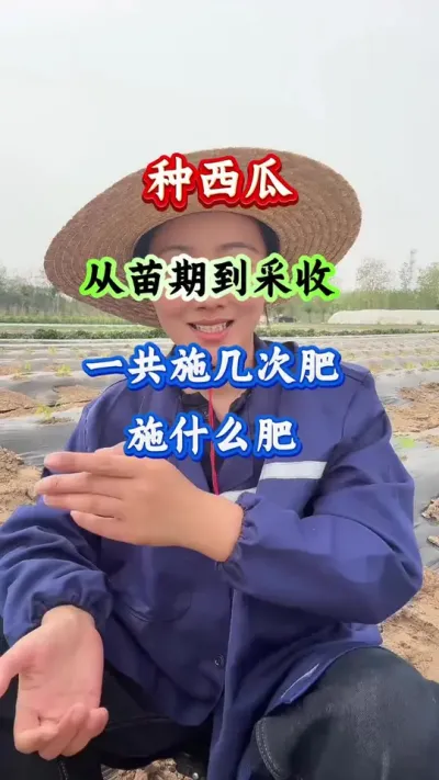 西瓜种植 种西瓜从苗期到采收一共施几次肥 #西瓜种植 #西瓜管理 #西瓜高产