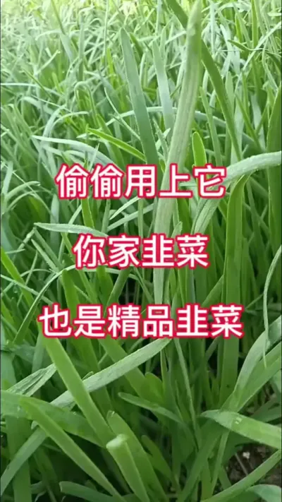 偷偷用上它 你家韭菜也是精品韭菜 #韭菜种植技术 #韭菜种植 #韭菜高产 #韭菜 #种菜小技巧