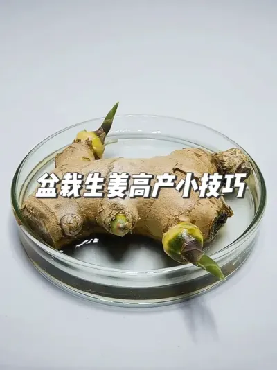 生姜种植全攻略，从催芽到收获，只需两个泡沫箱 #种植小技巧 #园艺小妙招 #自己种菜  #抖音知识年终大赏