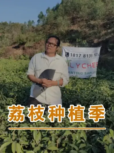 现在可以挖种植坑准备种荔枝苗了#广西灵山荔枝果苗#农业创业#抖音新农人计划2025#吕老师种果苗