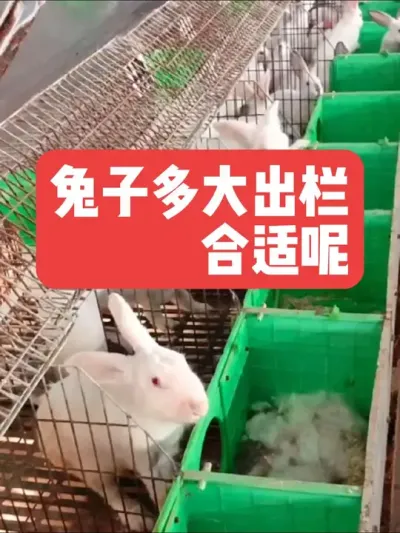 兔子多大出栏，合适呢？ #三农#养殖#兔子#养兔子#养兔人
