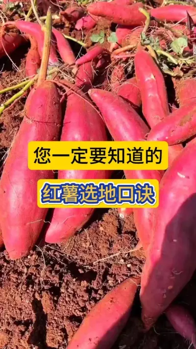 种红薯选择什么样的地块很关键，您一定要知道的红薯选地口诀！#红薯种植 #该选择什么样的地种红薯 #红薯选地口诀#农技知识分享