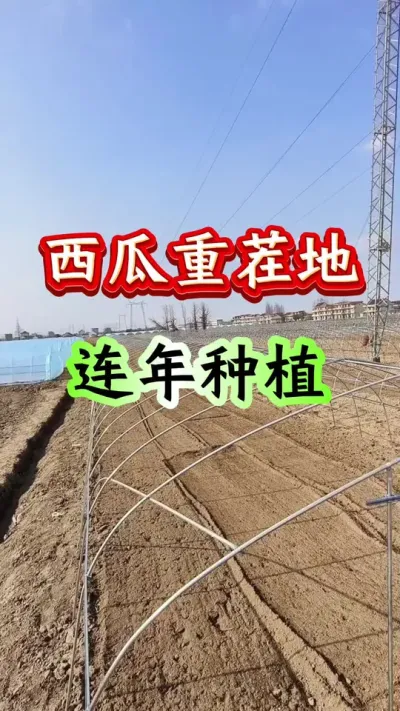 西瓜种植 西瓜重茬地连年种植#西瓜种植#西瓜管理#农业种植