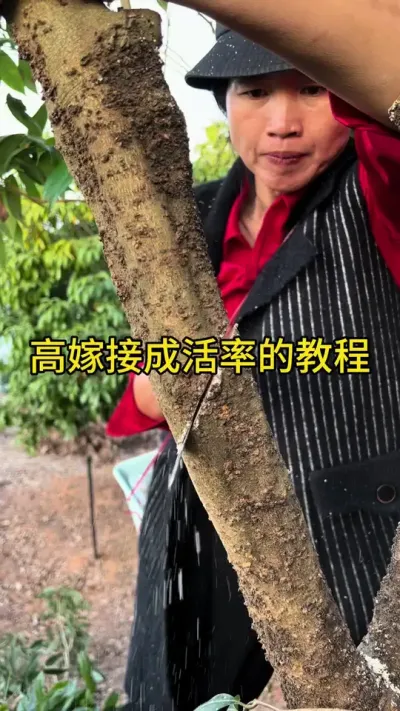高嫁接成活率的教程#嫁接技术 #2024新农人计划 #dou来广东百千万 #青dou计划