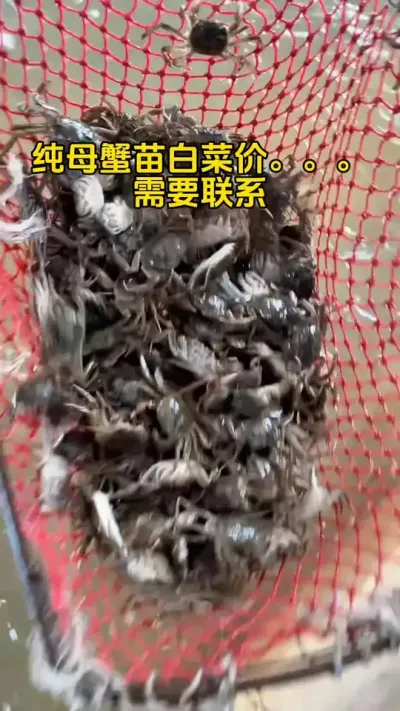 纯母蟹苗白菜价格。#河蟹养殖 #大闸蟹养殖 #鱼虾蟹养殖 #螃蟹养殖 #三农 @DOU+小助手