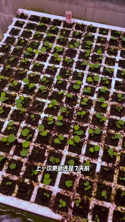 籽播草莓更新 这个品种口感非常不错，糖度也很高，利用度夏筛选点苗来玩玩#记录我的种植生活 #盆栽草莓 #阳台种植 #三农 #草莓种植管理技术和方法