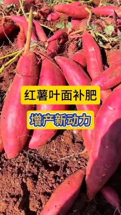 红薯叶面补肥增产新动力！膨薯快，安全无激素！#红薯种植 #红薯高产种植 #薯帮主 #红薯叶面肥