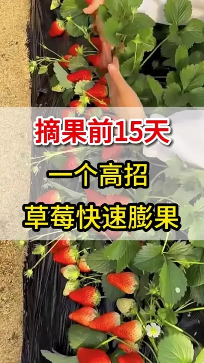 草莓想要又大又好产量高，这个配方一定要用#膨果#三农##抖音助农