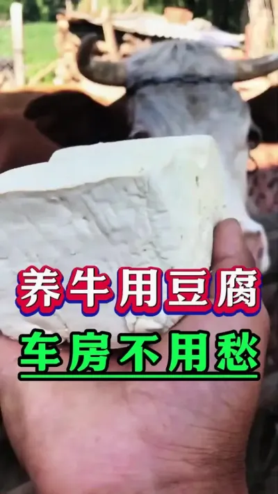 养牛用豆腐车房不用愁#新手养牛#养牛#牛羊养殖