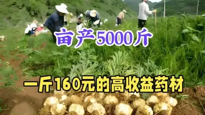 你知道吗？这个药材一亩收益高达7-8万元，比种农作物强几十倍 #药材种植 #农村致富好项目 #百合种植 #三农 #抖音助农
