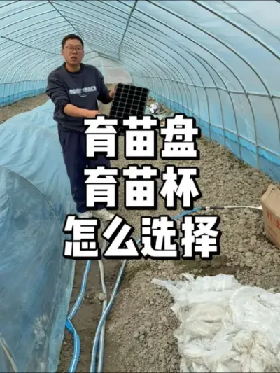 育苗盘和育苗杯哪个适合家庭种植 #农业种植 #三农 #种植 #种菜