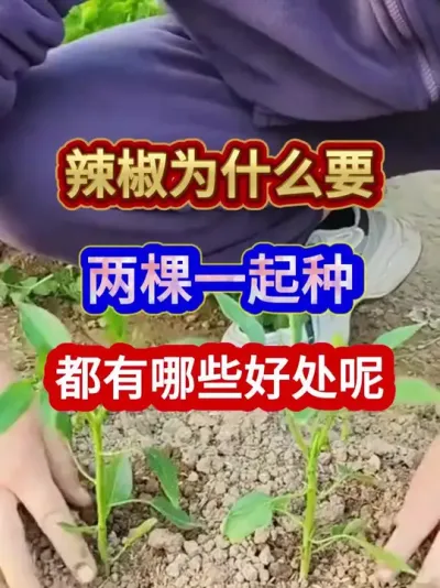 辣椒为什么要两棵一起种都有哪些好处呢 #辣椒种植 #农业种植 #种植小技巧 #三农 #分享农业知识帮农民增产增收