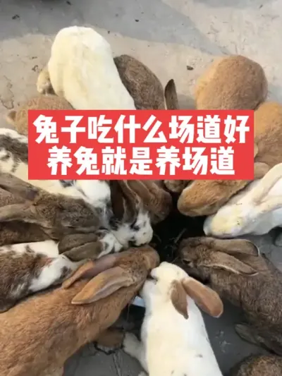 兔子吃什么场道好，养兔就是养场道，养兔秘诀 #兔子#三农#养殖#养兔子