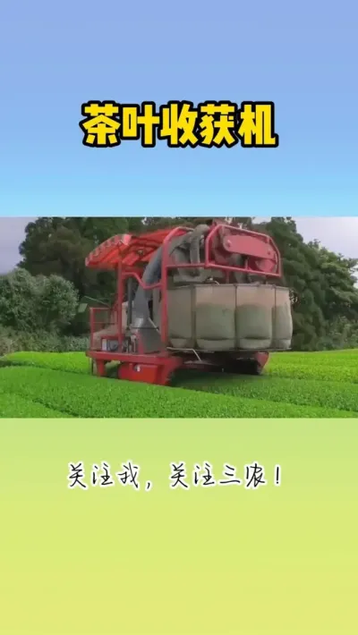 茶叶收获机 #种茶 #茶叶采摘 #采茶