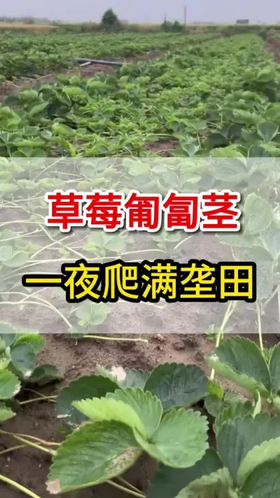 草莓匍匐茎，一个高招，撒满地#匍匐茎#三农