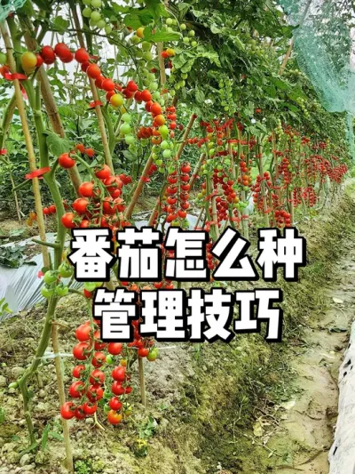 西红柿什么时候育苗，番茄管理方法 #农业种植 #三农 #种植
