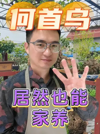 何首乌居然也能在家养？ #养花  #何首乌  #养花小知识