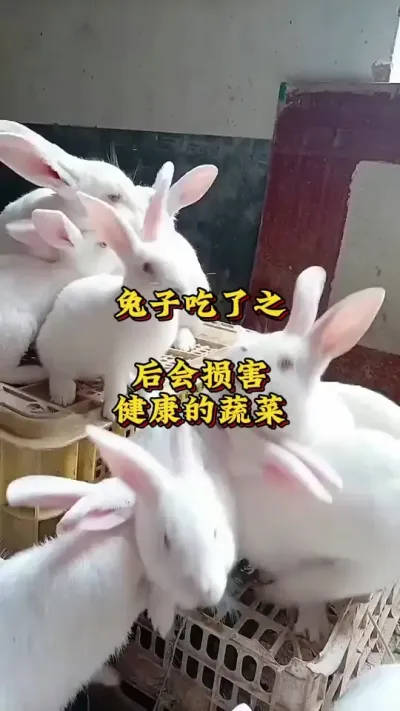 兔子吃了之后会损害健康的几种蔬菜#养兔人#兔子#养兔技术分享#肉兔养殖
