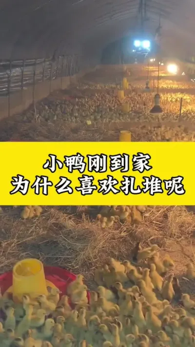 小鸭刚到家，为什么喜欢扎堆呢#养鸭人 #禽病技术指导 #肉鸭养殖 #番鸭 #养殖技术交流