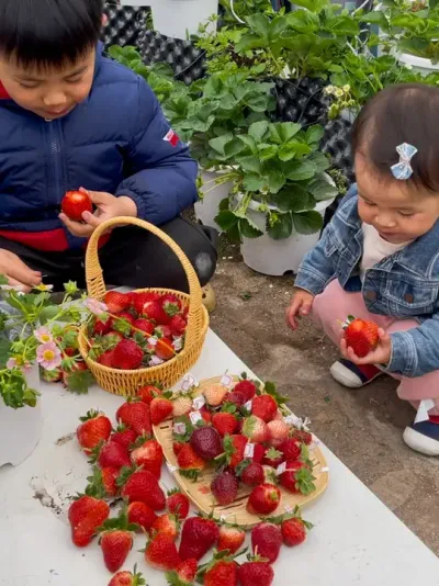 吃不完的草莓🍓 过年回来楼顶的草莓都熟了，孩子们摘得开心😊#盆栽草莓 #记录我的种植生活 #三农 #在家种菜 #采摘采摘啦