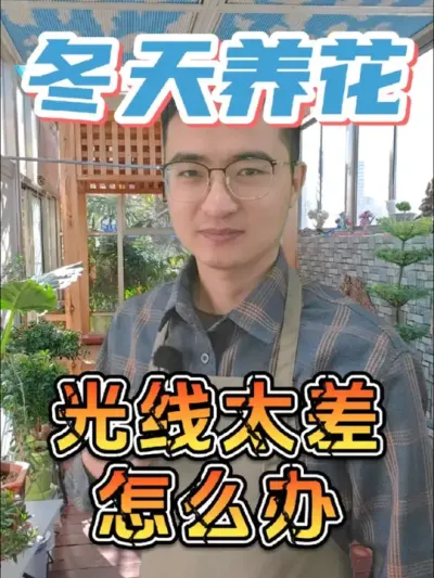 冬季养花，阳光太差怎么办？ #养花 #花卉绿植 #黄叶落叶