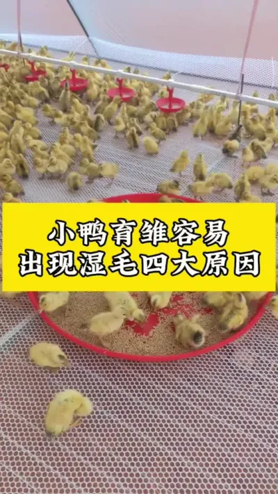 小鸭育雏容易，出现湿毛四大原因#养鸭人 #禽病技术指导 #肉鸭养殖 #番鸭 #每天分享养殖技术和经验