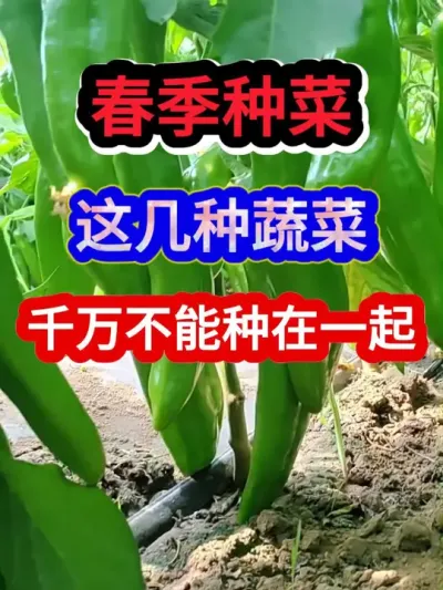 春季种菜这几种蔬菜千万不能种在一起 #蔬菜种植种菜小技巧 #农业种植 #传播农业小知识 #抖音助农 #蔬菜种植