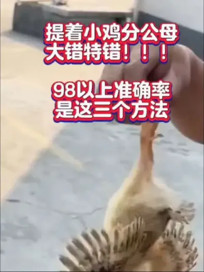 雏鸡分公母很多人都错了，能达到98%准确率的是这三种方法#鸡苗#小鸡分公母#雏鸡 #科学养鸡#养鸡技术