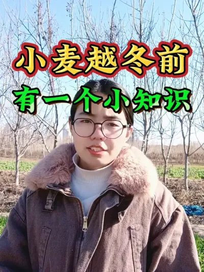 小麦越冬前小知识，小麦越冬前长势这样才能更好越冬#小麦种植 #小麦管理 #小麦冬季管理 #农业 #三农